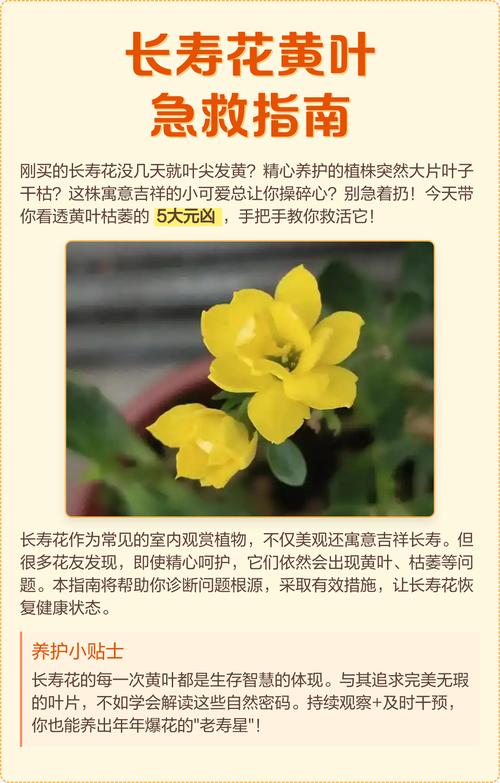 五、病虫害侵袭：不易察觉的杀手