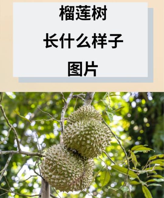 榴莲树长什么样子？形态特征、生长习性全解析