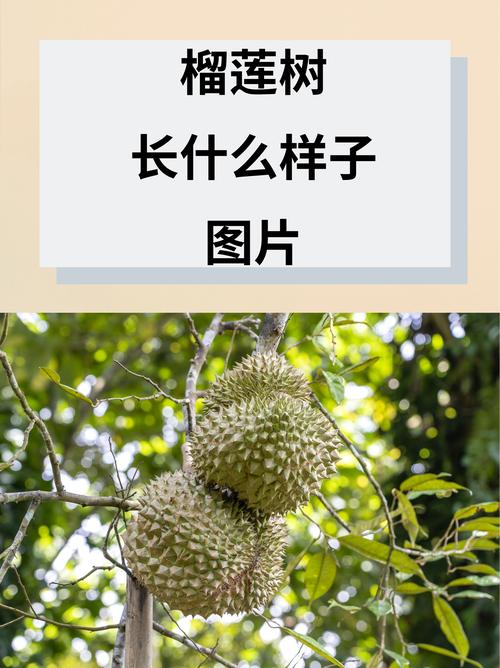 榴莲树长什么样子?形态特征、生长习性全解析 榴莲树长什么样子?形态特征、生长习性全解析