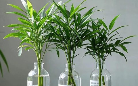 北方庭院驱蚊植物种植指南：科学选种，清凉无蚊一夏