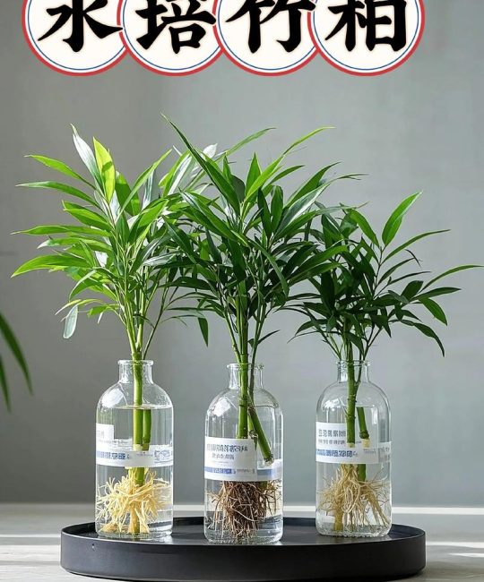 北方庭院驱蚊植物种植指南：科学选种，清凉无蚊一夏