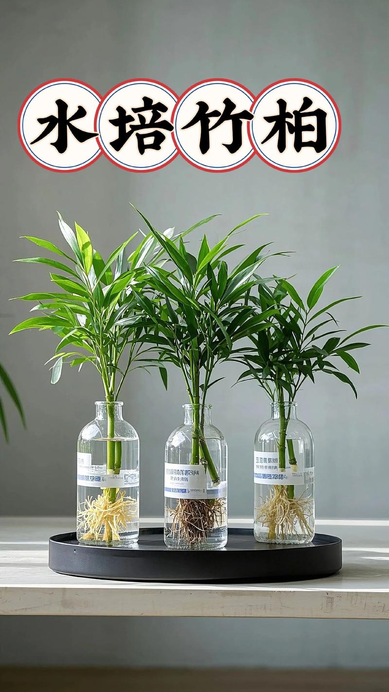 北方庭院驱蚊植物种植指南:科学选种,清凉无蚊一夏 北方庭院驱蚊植物种植指南:科学选种,清凉无蚊一夏