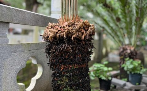 铁树冬天把叶子剪掉吗？别乱剪！先看这几点再动手