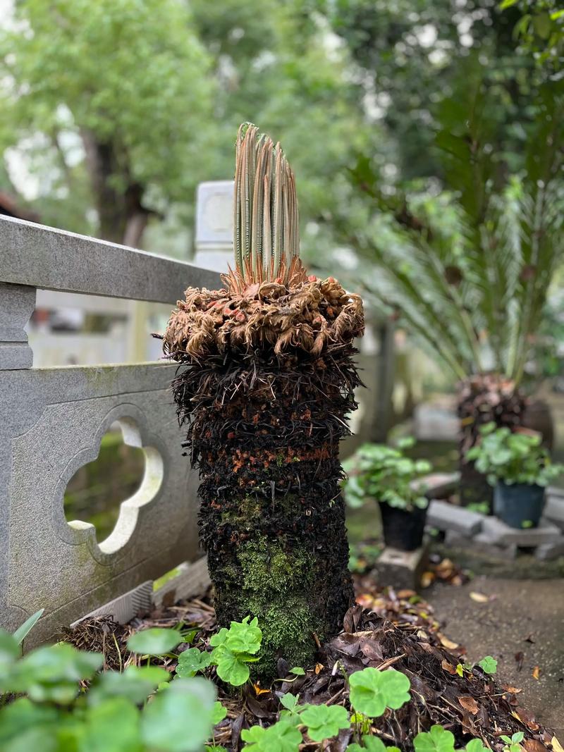 铁树冬天把叶子剪掉吗?别乱剪!先看这几点再动手 铁树冬天把叶子剪掉吗?别乱剪!先看这几点再动手
