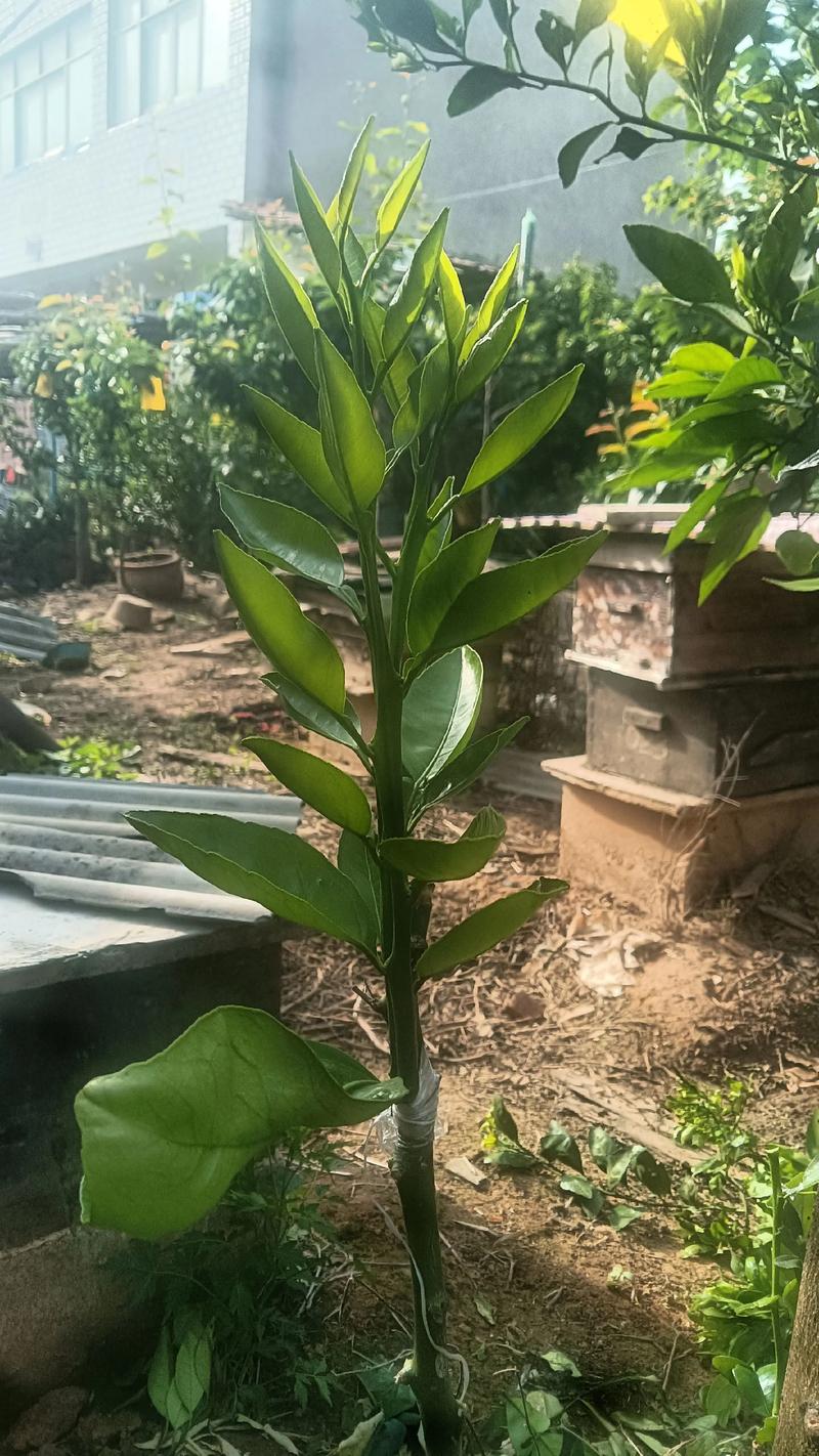 桔子树苗怎么嫁接?手把手教你单芽切接法,成活率提升至80%以上 一、品种鉴定与嫁接方式选择