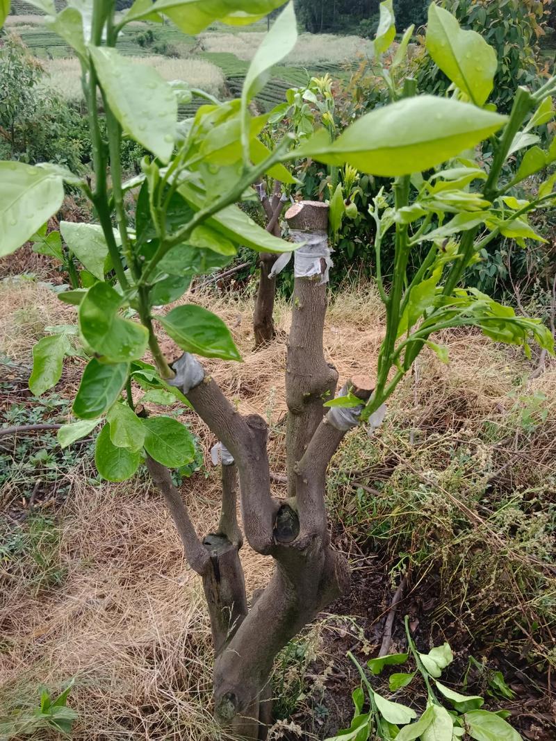 桔子树苗怎么嫁接?手把手教你单芽切接法,成活率提升至80%以上 四、成活率影响因素分析与差异放大