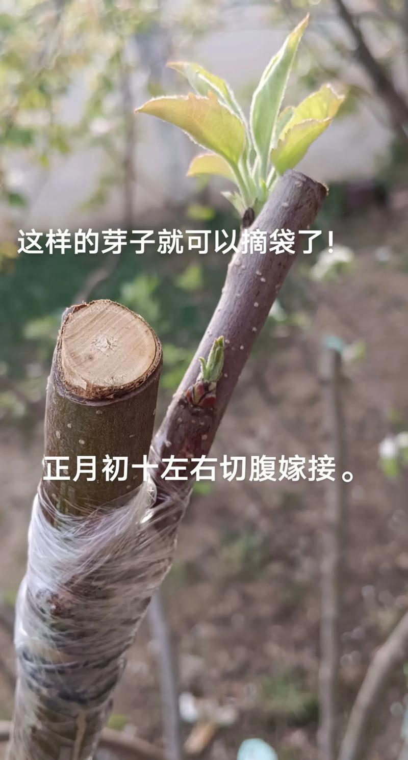 桔子树苗怎么嫁接?手把手教你单芽切接法,成活率提升至80%以上 三、单芽切接法操作流程与关键节点控制