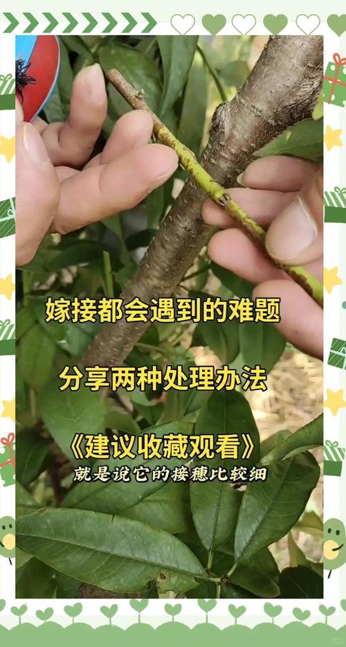 桔子树苗怎么嫁接?手把手教你单芽切接法,成活率提升至80%以上 五、嫁接后幼苗管理与移栽决策