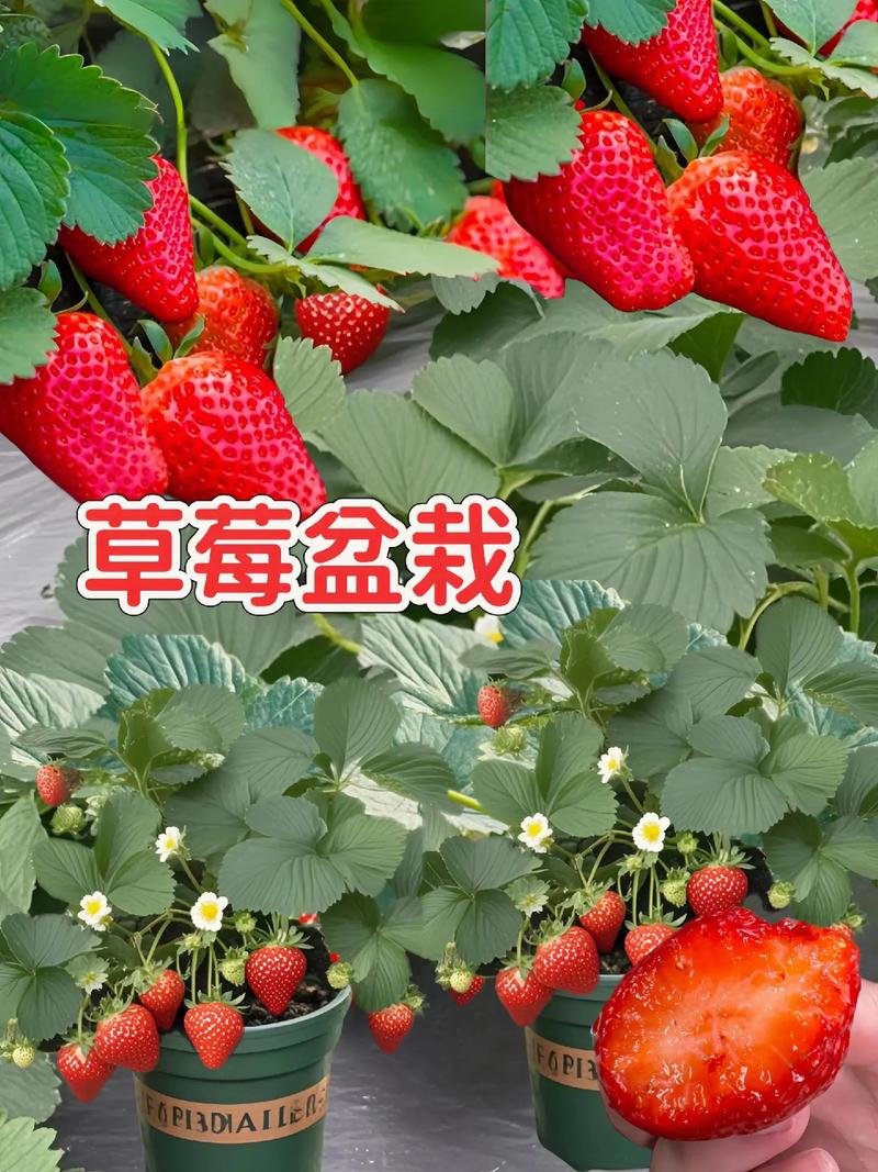 久久草莓和红颜草莓哪个值得购买?——家庭园艺种植对比全攻略 家庭种植选购建议