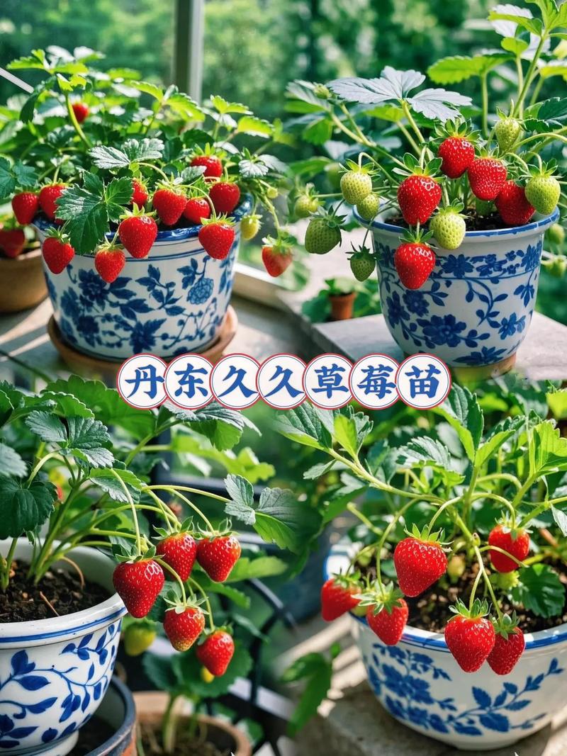 久久草莓和红颜草莓哪个值得购买?——家庭园艺种植对比全攻略 结语