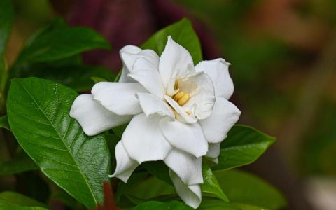 栀子花是什么样子？形态特征与百科详解