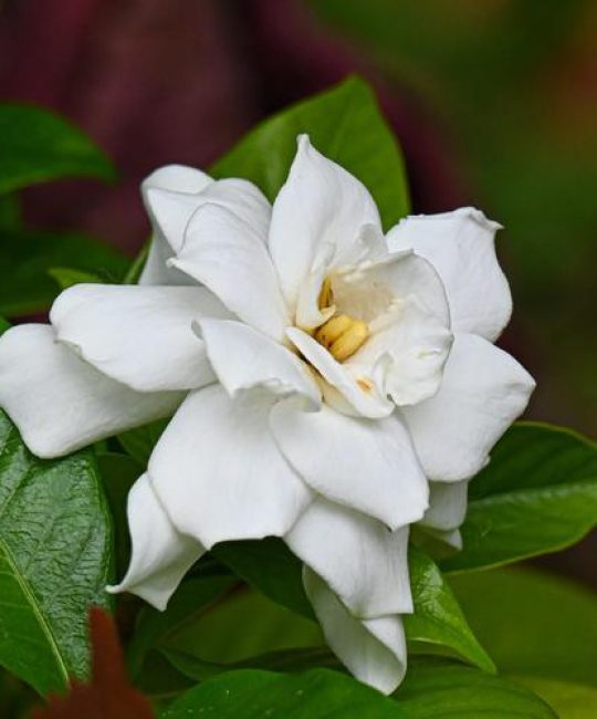 栀子花是什么样子？形态特征与百科详解