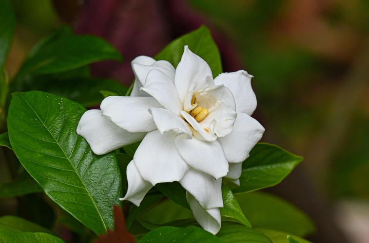 栀子花是什么样子?形态特征与百科详解 栀子花是什么样子?形态特征与百科详解