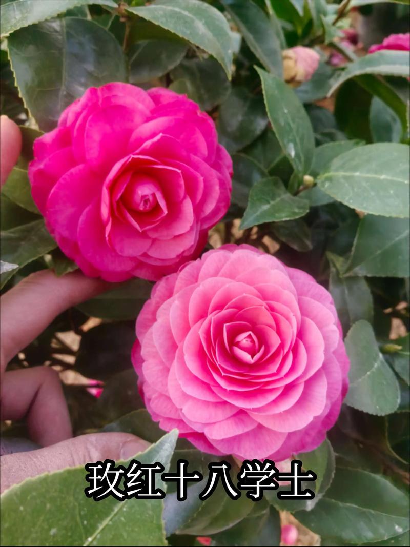 逻辑解析：为什么有这些差异？