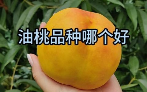 2026年油桃品种全面测评：中油4号、美早、瑞光18号谁才是你的菜？