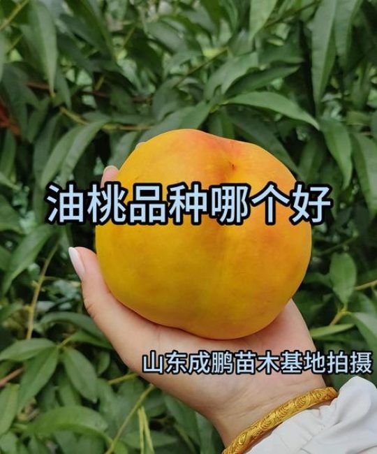 2026年油桃品种全面测评：中油4号、美早、瑞光18号谁才是你的菜？