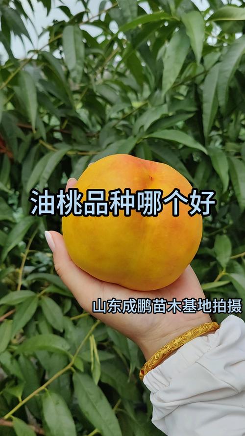 2026年油桃品种全面测评:中油4号、美早、瑞光18号谁才是你的菜? 2026年油桃品种全面测评:中油4号、美早、瑞光18号谁才是你的菜?