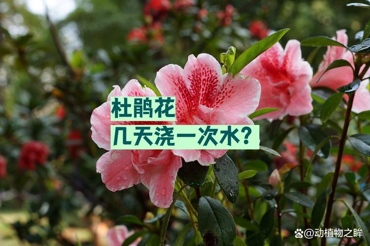 二、对症下药，挽救干枯杜鹃