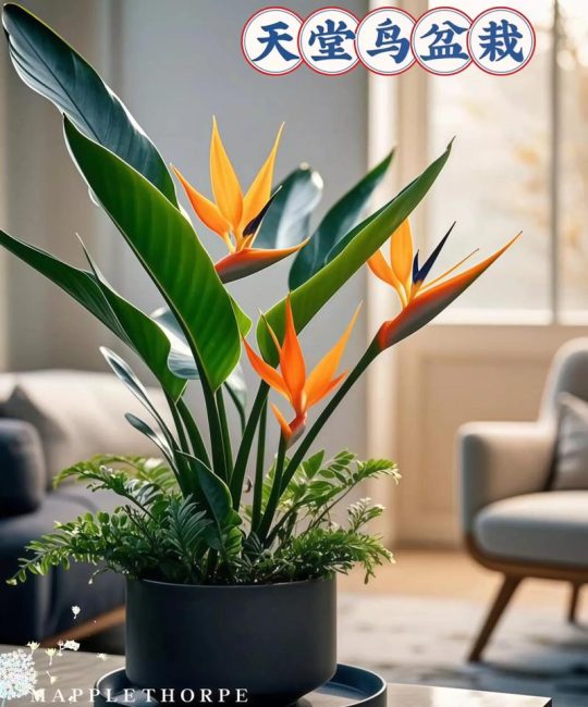 天堂鸟绿植多少钱？2025年最新价格参考与购买指南
