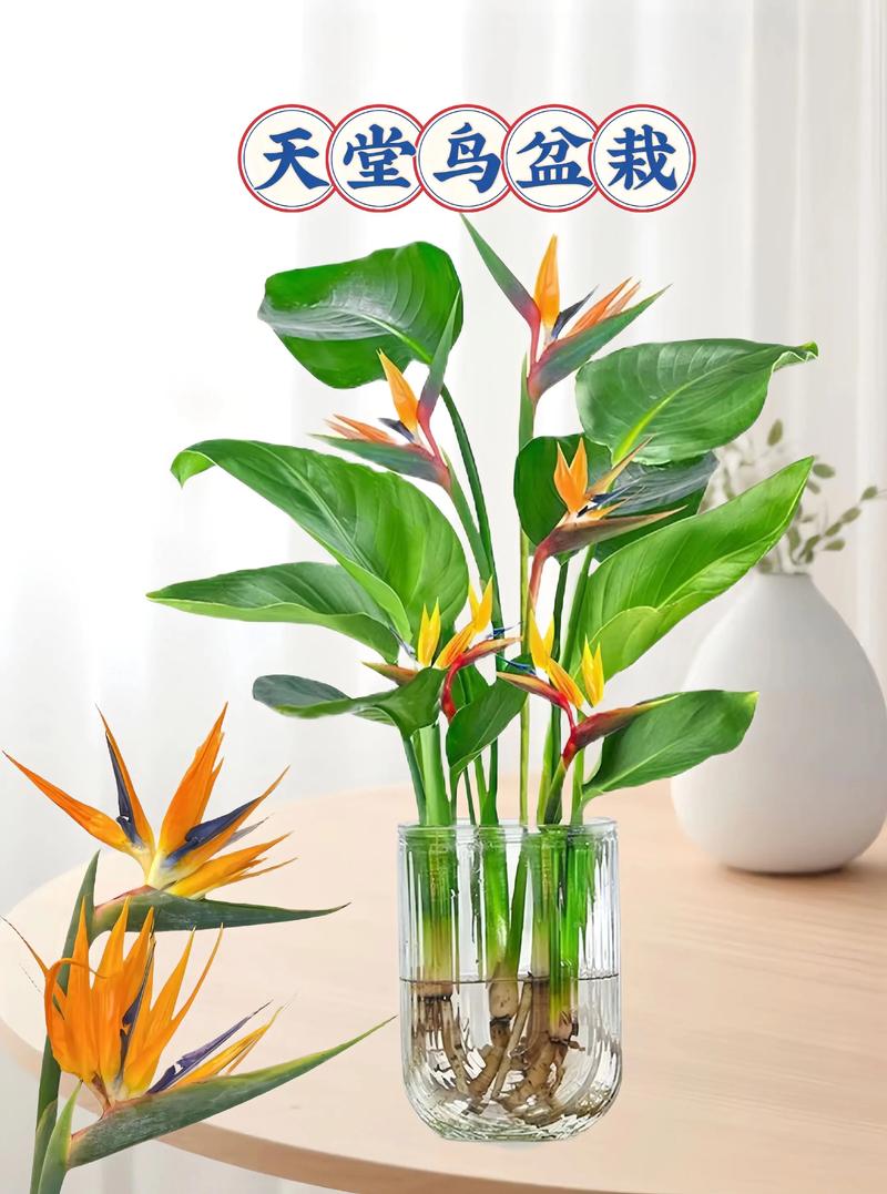 季节：春秋两季价格最稳