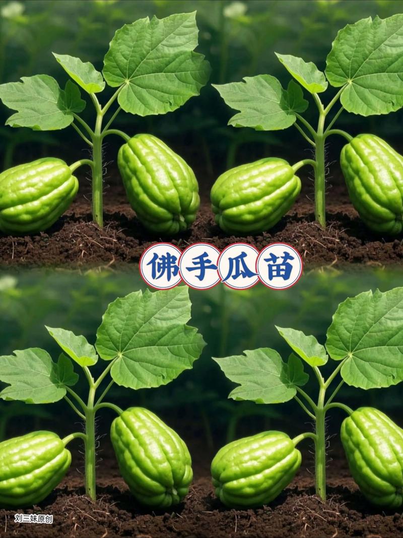 北方佛手瓜育苗与种植全程指南 二、土壤环境