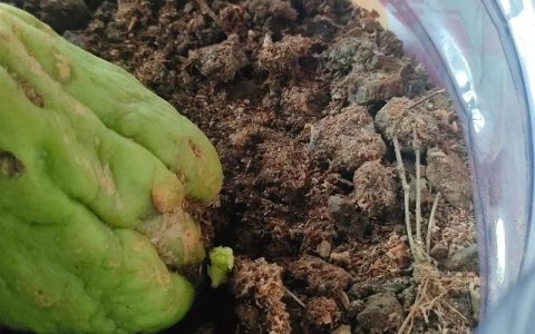 北方佛手瓜育苗与种植全程指南