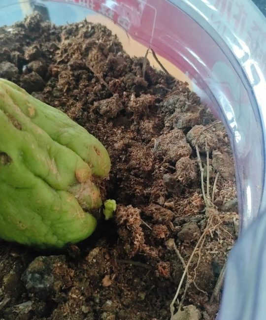 北方佛手瓜育苗与种植全程指南