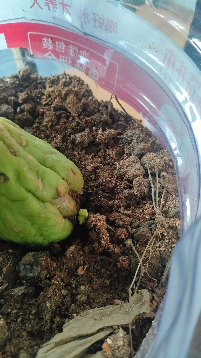 北方佛手瓜育苗与种植全程指南 一、适宜时间