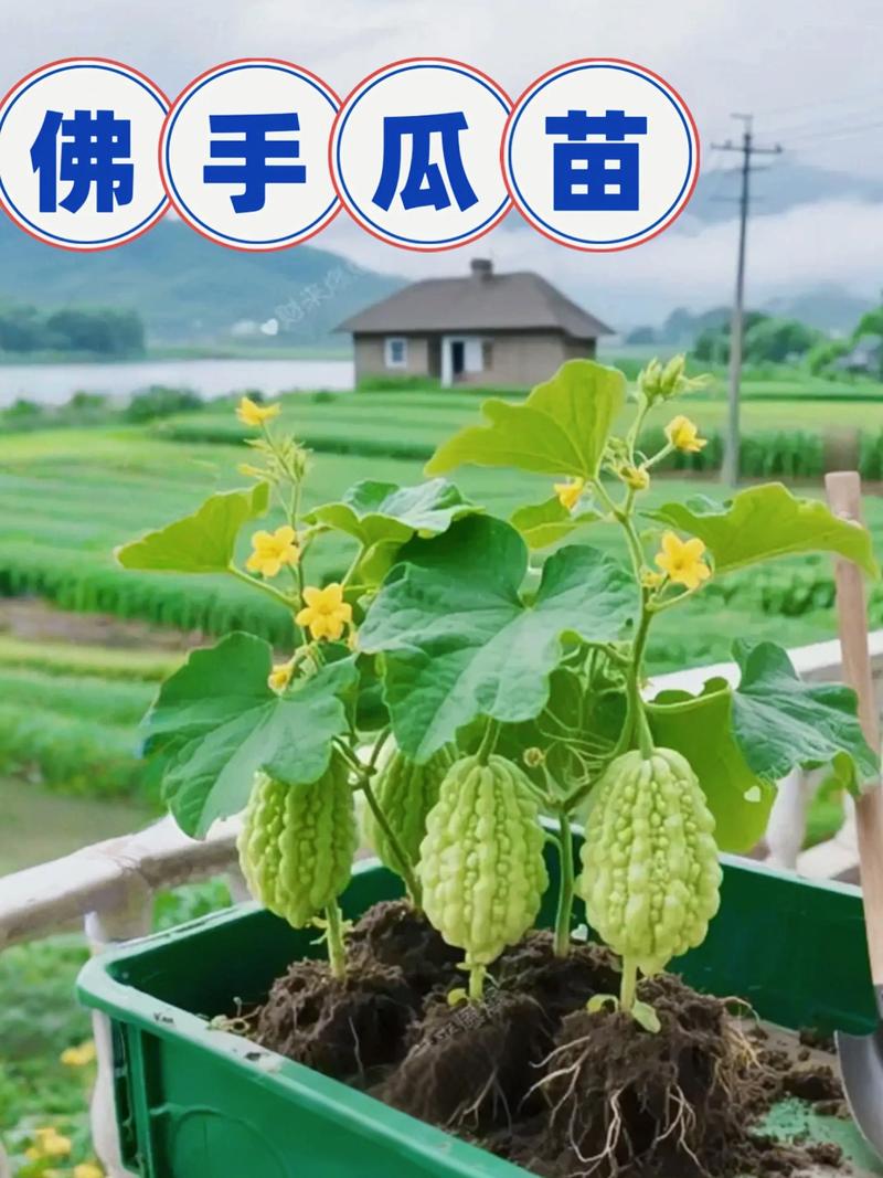 北方佛手瓜育苗与种植全程指南 五、浇定根水