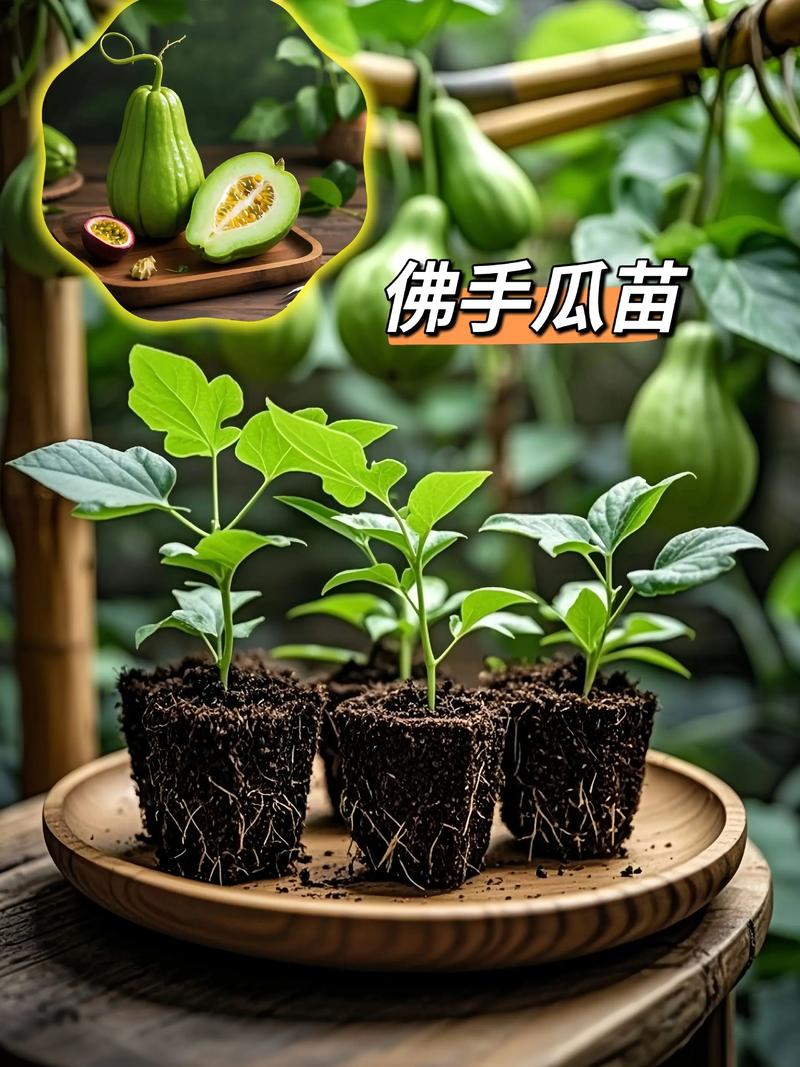 北方佛手瓜育苗与种植全程指南 六、缓苗管理