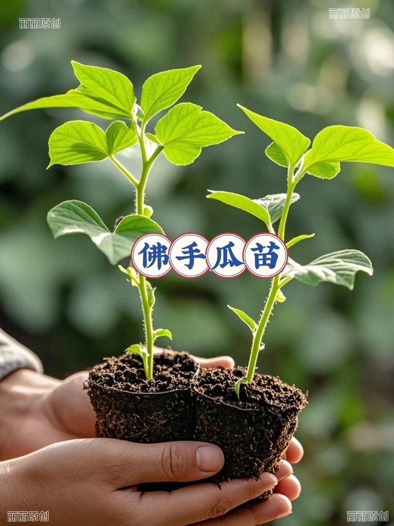北方佛手瓜育苗与种植全程指南 七、成活注意事项