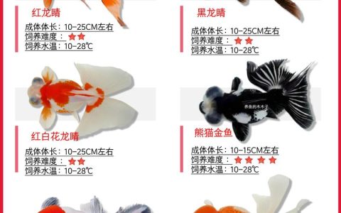 草金鱼和金鱼哪个好养？新手养鱼选哪种更省心？