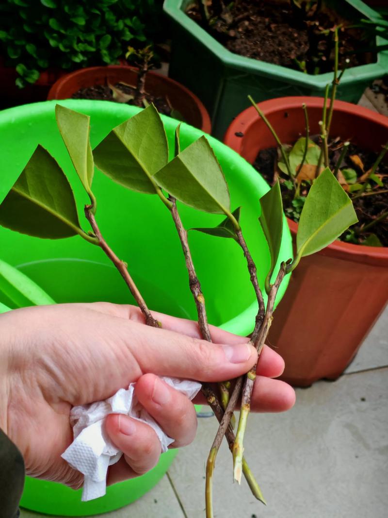 茶花裸根怎么栽活?7步详解从选时到缓苗,成活率90%以上 一、 适宜时间:抓住两个黄金窗口