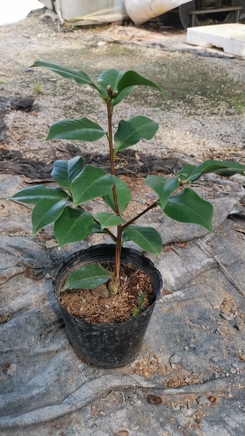 茶花裸根怎么栽活?7步详解从选时到缓苗,成活率90%以上 六、 缓苗管理:遮阴、保湿、不施肥