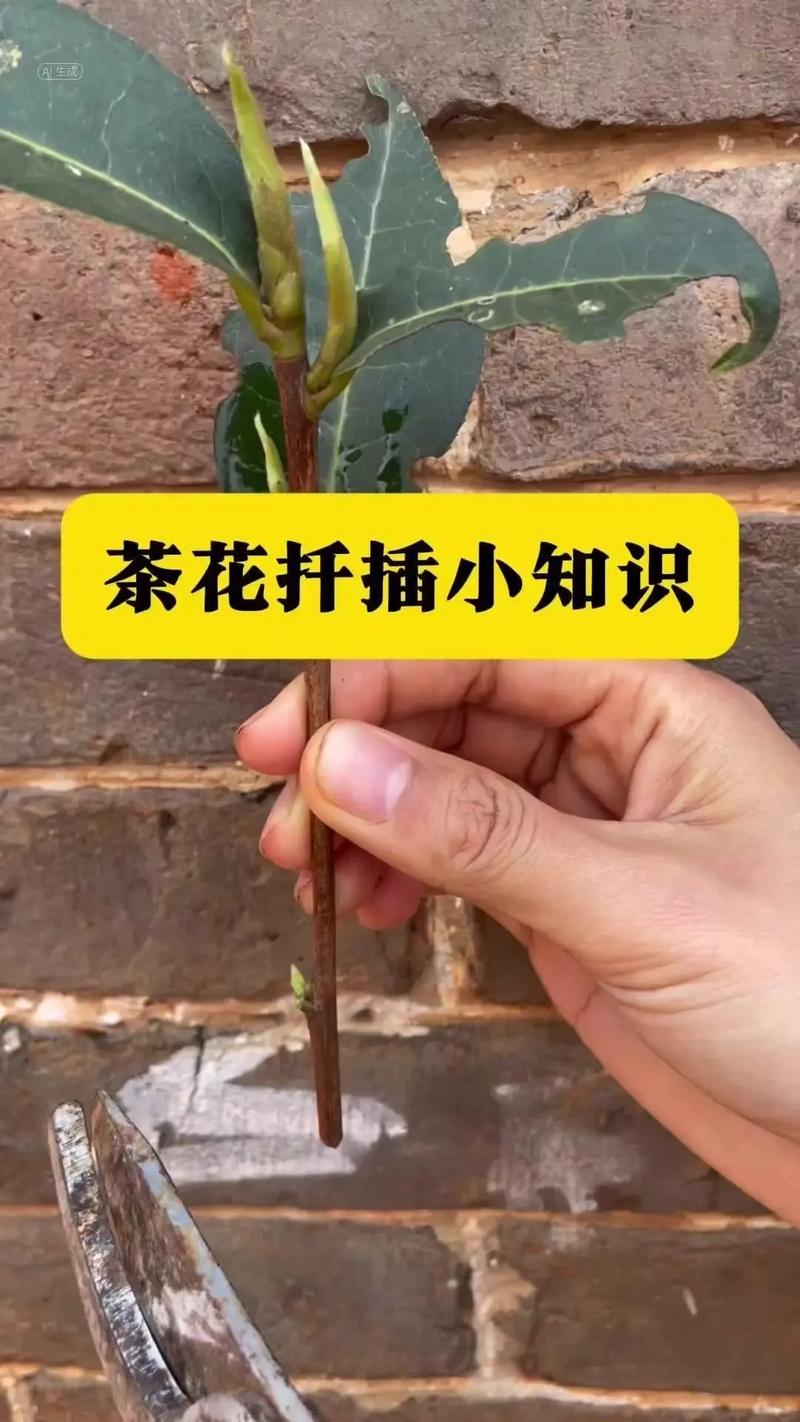 茶花裸根怎么栽活?7步详解从选时到缓苗,成活率90%以上 四、 栽植深度:浅栽、压实、与地面平齐