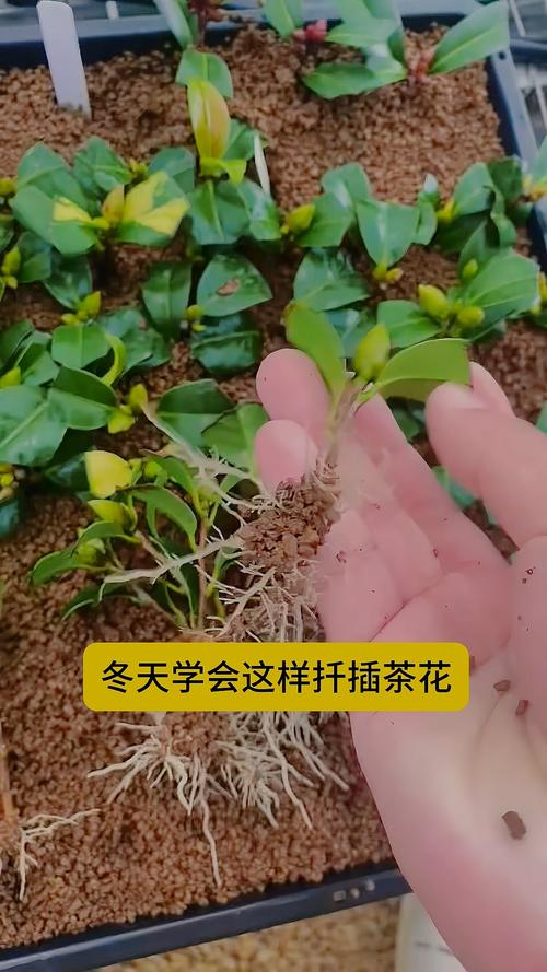 茶花裸根怎么栽活?7步详解从选时到缓苗,成活率90%以上 七、 成活注意事项:常见问题排查与补救