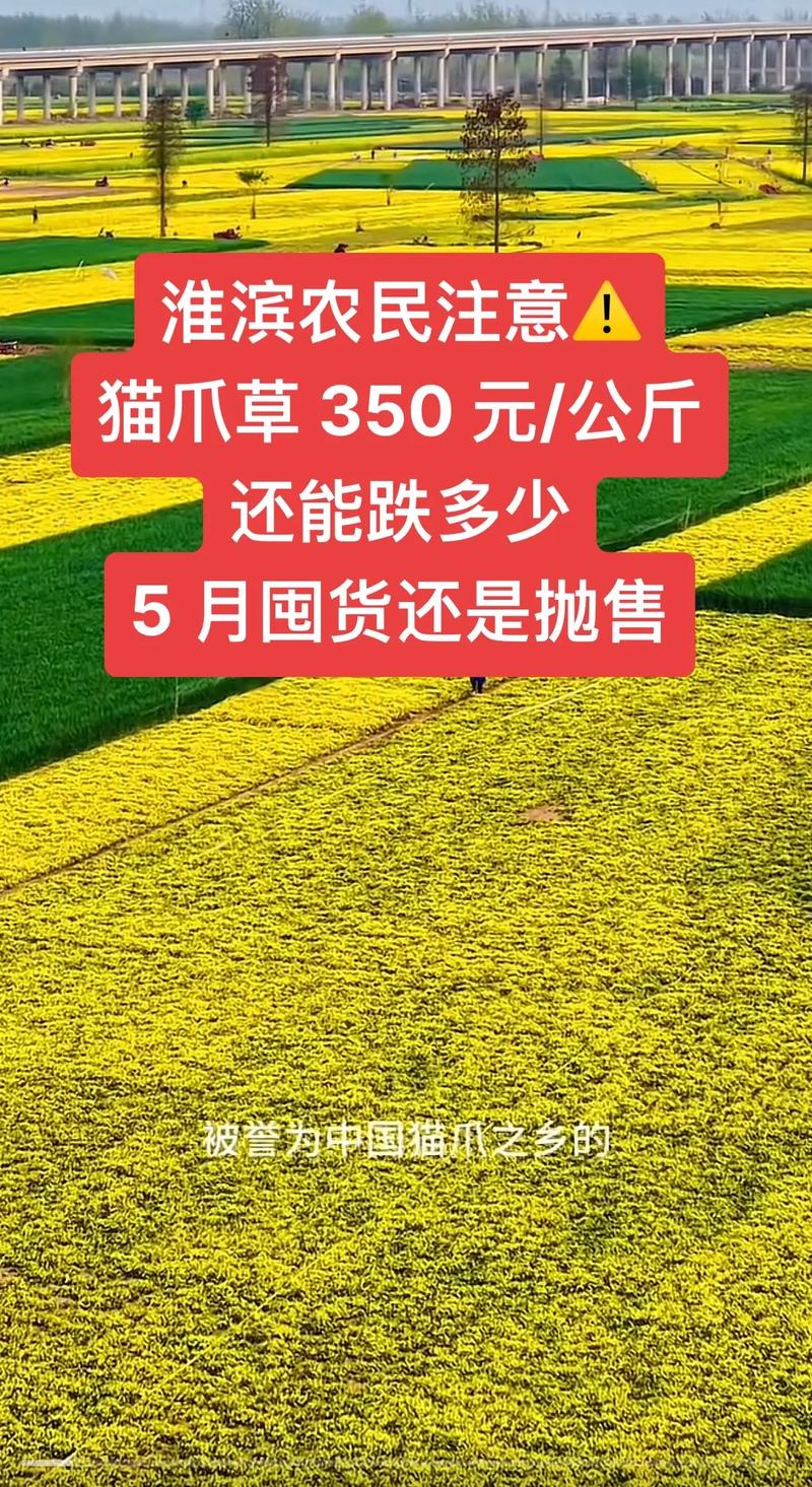 猫爪草一般多少钱一斤?2025年最新价格参考与5大影响因素解析 影响因素一:规格与品级决定价格基准
