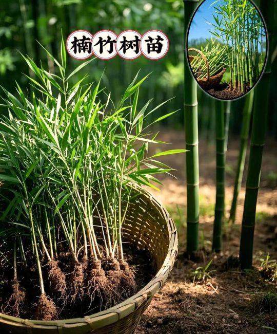 临沂竹子苗采购指南：科学筛查供应商与苗木质量全流程核查