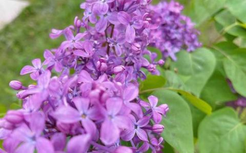哈尔滨市花：丁香花的植物学特征与栽培指南