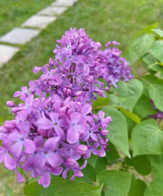 哈尔滨市花：丁香花的植物学特征与栽培指南