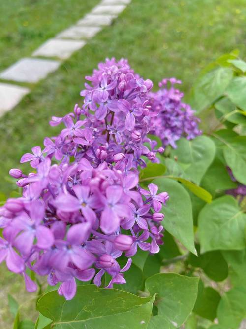 哈尔滨市花:丁香花的植物学特征与栽培指南 哈尔滨市花:丁香花的植物学特征与栽培指南