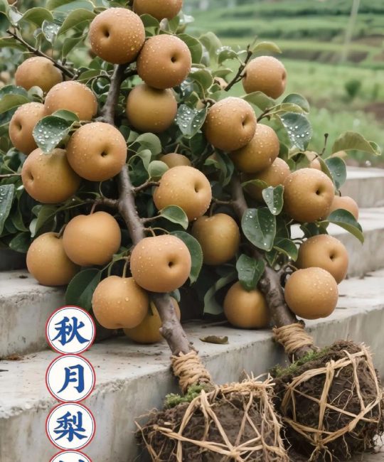 2025年梨苗价格指南：一棵多少钱？影响因素与选购建议