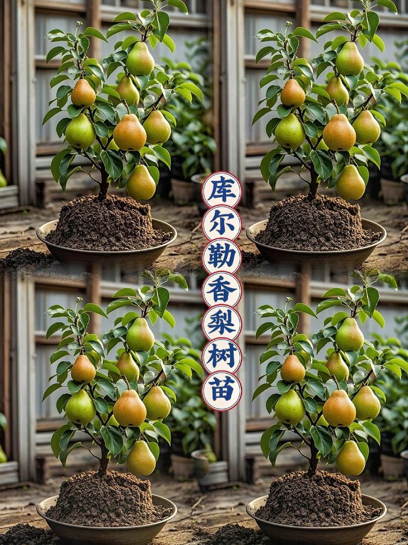 2025年梨苗价格指南:一棵多少钱?影响因素与选购建议 购买数量:批发与零售价差