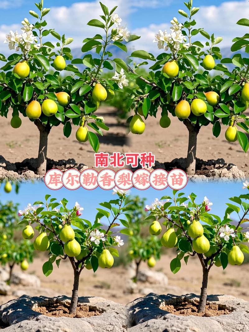 2025年梨苗价格指南:一棵多少钱?影响因素与选购建议 季节:春季和秋季价格波动