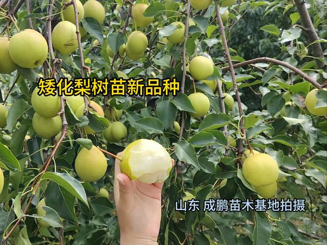 2025年梨苗价格指南:一棵多少钱?影响因素与选购建议 咨询指南