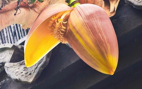 苏铁开花结果吗？先搞清“花”和“果”的真实含义