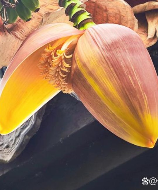 苏铁开花结果吗？先搞清“花”和“果”的真实含义