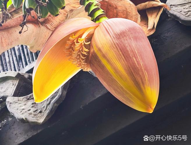 苏铁的花期、果期、观赏期分别是什么
