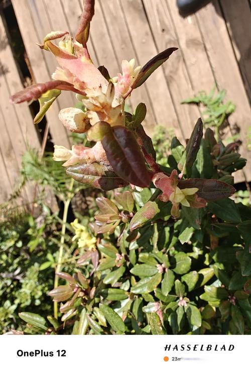 影响苏铁开“花”与结“籽”的关键因素
