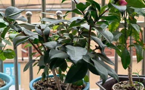 茶花移盆最佳季节全攻略：春季与秋季的详细操作指南